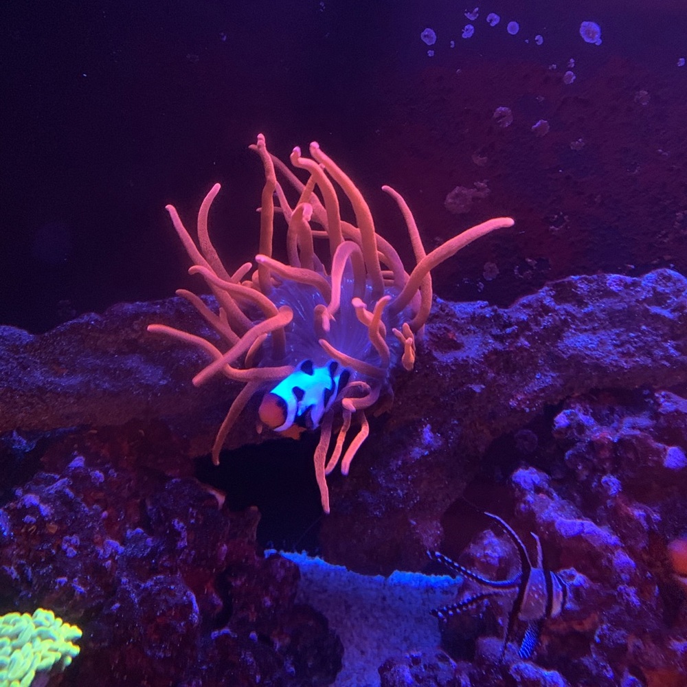 Meet your Posher, Eve